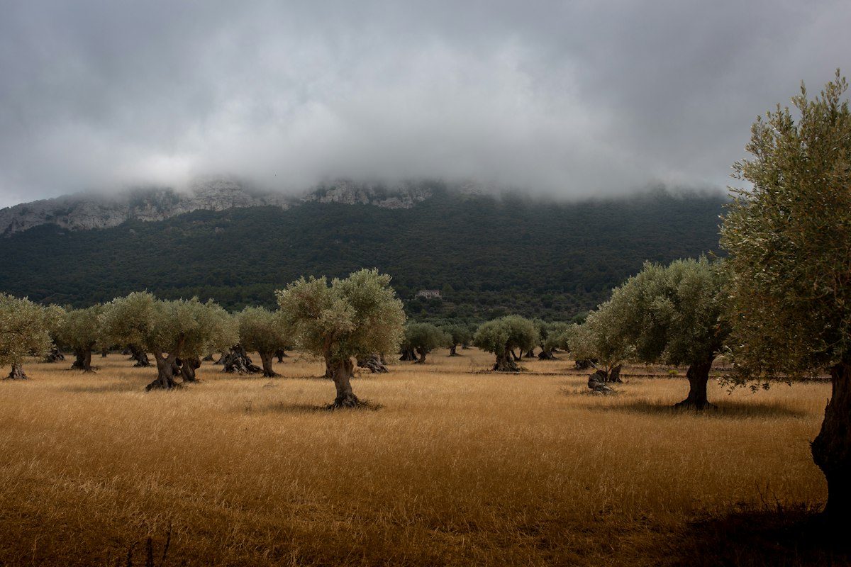 Olivos en una finca rústica de León